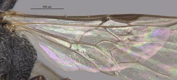 Media type: image;   Entomology 32864 Aspect: Wing hind
